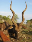 Masailand Kis kudu