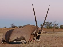 98 cm-es Oryx bika terĂĽlet Ongeama