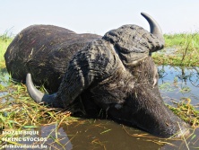 Mozambique Buffalo, www.afrikavadaszat.hu
